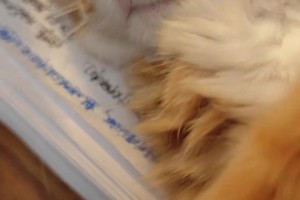 美羊羊梅開二度！回顧多特14/15賽季客場血洗加拉塔薩雷！